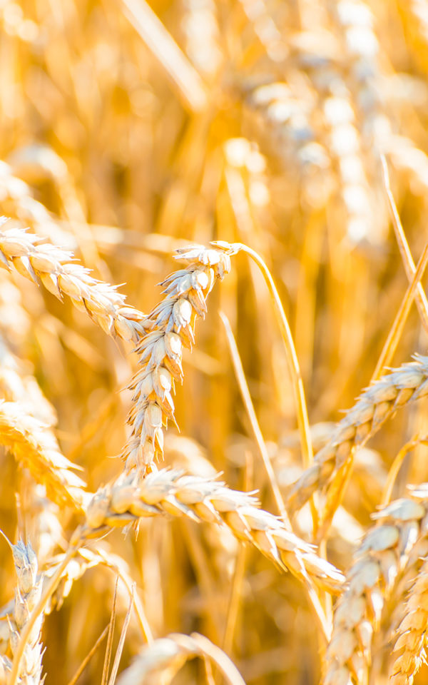 cereales Whisky Single Malt<br> Origine <br> 40% vol. 70cl – Image 2