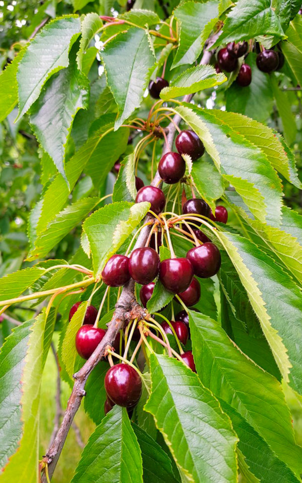 cerise-noire Crème de <br> Cerises Noires <br>18% vol. 70cl – Image 2