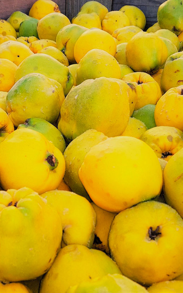 coing Coing<br> Boisson Spiritueuse <br>43% vol. 50cl – Image 2