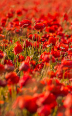 Liqueur de <br>Coquelicot  <br>18% vol. 50 cl – Image 2