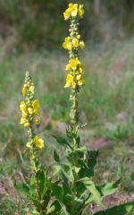 Fleur de Bouillon Blanc<br> Boisson Spiritueuse <br> 43% vol. 50cl – Image 2