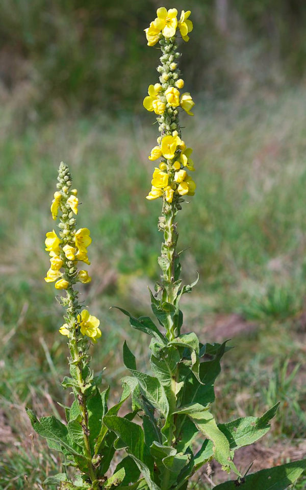 fleur-de-bouillon-blanc Fleur de Bouillon Blanc<br> Boisson Spiritueuse <br> 43% vol. 50cl – Image 2