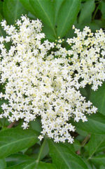 Liqueur de Fleur <br>de Sureau <br>18% vol. 50 cl – Image 2