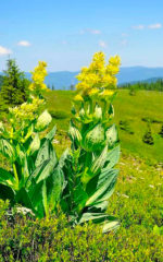 Liqueur <br> Gentiane<br>18% vol. 100cl – Image 2