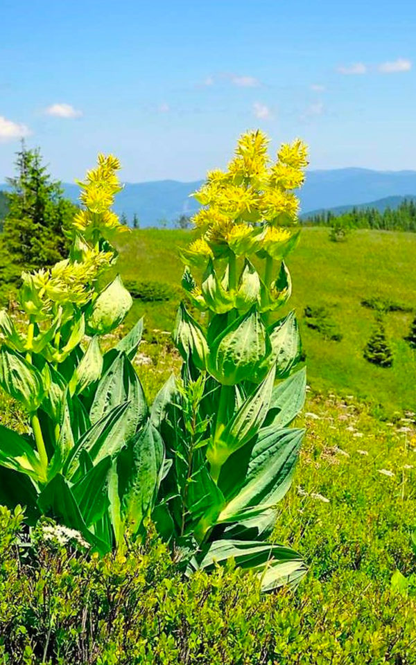 gentiane Liqueur <br> Gentiane<br>18% vol. 100cl – Image 2