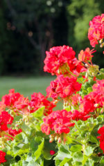 Liqueur de<br> Géranium <br>18% vol. 50 cl – Image 2