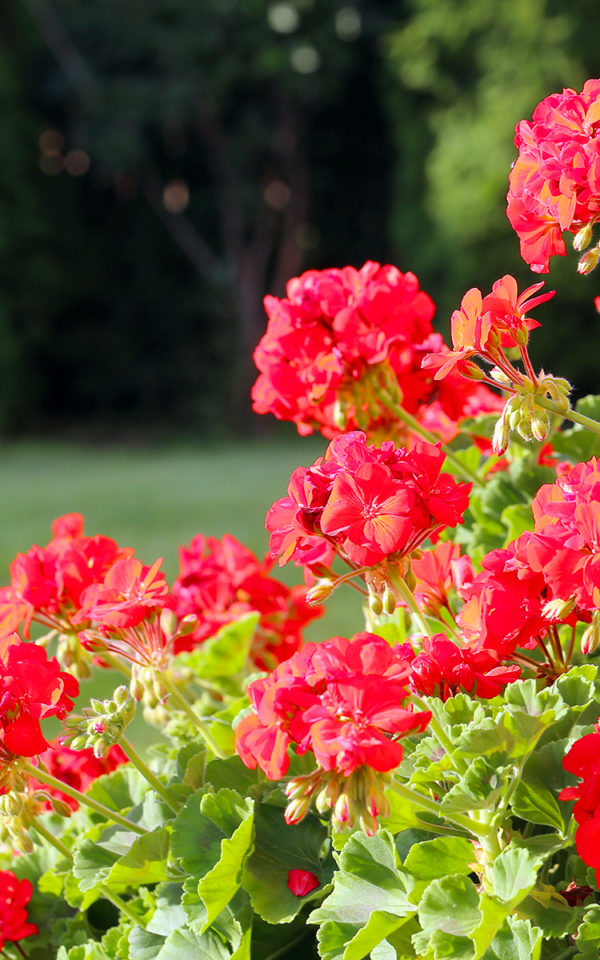 geranium Liqueur de<br> Géranium <br>18% vol. 50 cl – Image 2