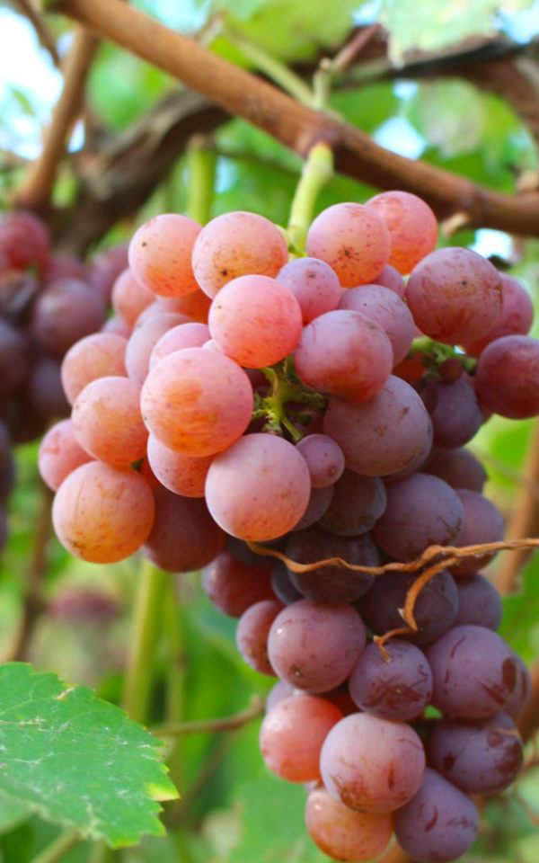 gewurztraminer Marc d'Alsace Gewurztraminer<br> Appellation Contrôlée <br> 45% vol. 70 cl – Image 2