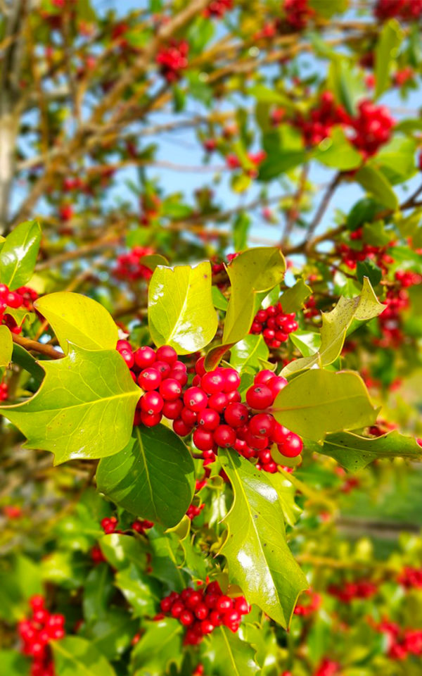 Eau de Vie Houx<br>obtenue par macération et distillation <br>43% vol. 50cl – Image 2