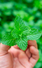 Menthe <br> Liqueur <br>35% vol. 70 cl – Image 2