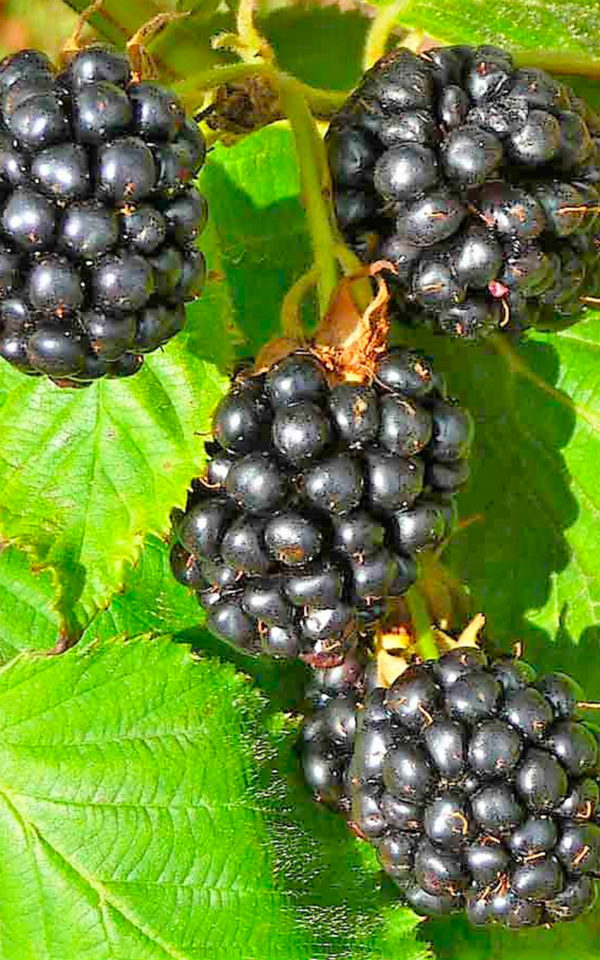 mures Crème de <br> Mûres Sauvages <br>18% vol. 70cl – Image 2