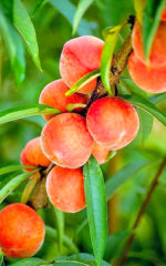 Crème de <br> Pêche de Vigne <br>18% vol. 70 cl – Image 2