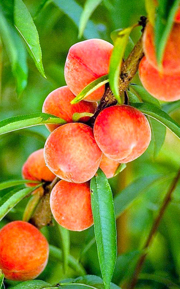 peches Crème de <br> Pêche de Vigne <br>18% vol. 70 cl – Image 2