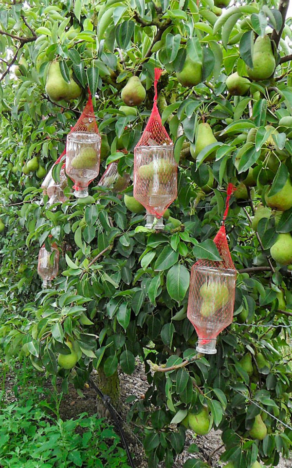 Véritable Poire Prisonnière<br>40% vol. 70 cl<br> sous étui – Image 2