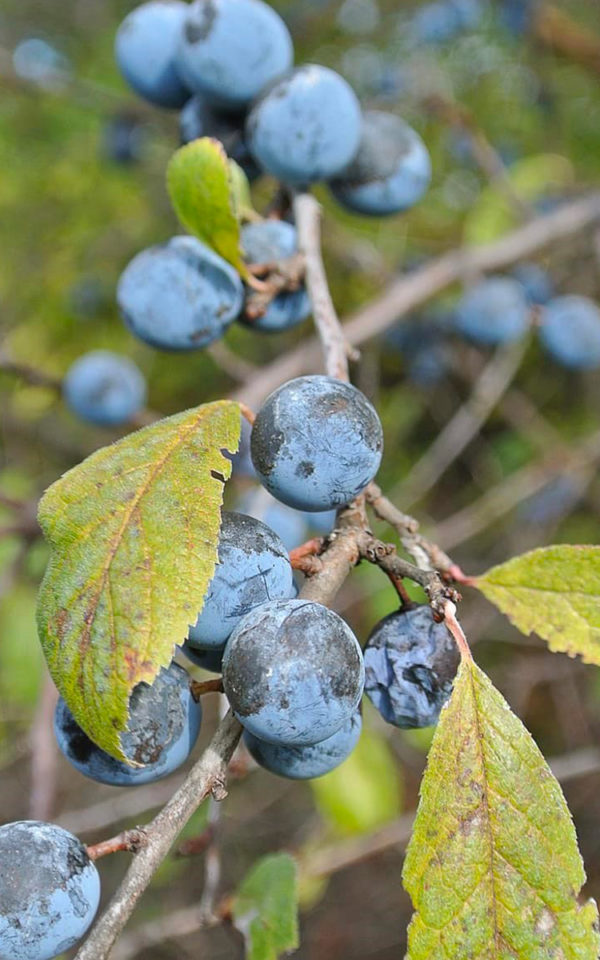 Eau de Vie Prunelle Sauvage<br> obtenue par macération et distillation <br>43% vol. 50cl – Image 2