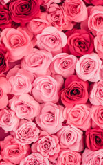 Liqueur de<br> Rose <br>18% vol. 50 cl – Image 2