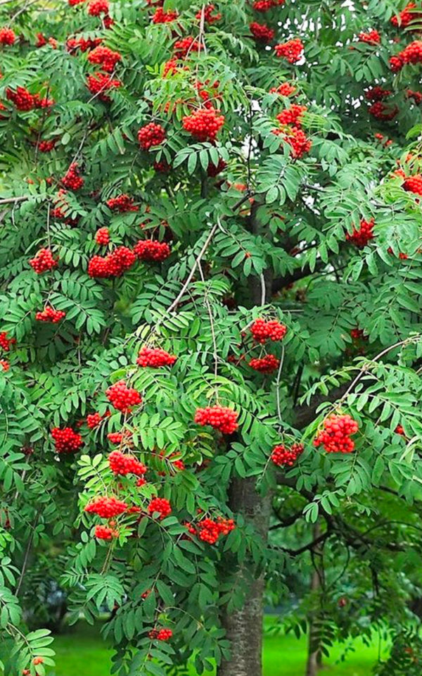 Eau de Vie Sorbier des Oiseleurs<br> obtenue par macération et distillation <br>43% vol. 50cl – Image 2