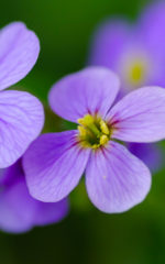 Liqueur de <br>Violette <br>18% vol. 50 cl – Image 2