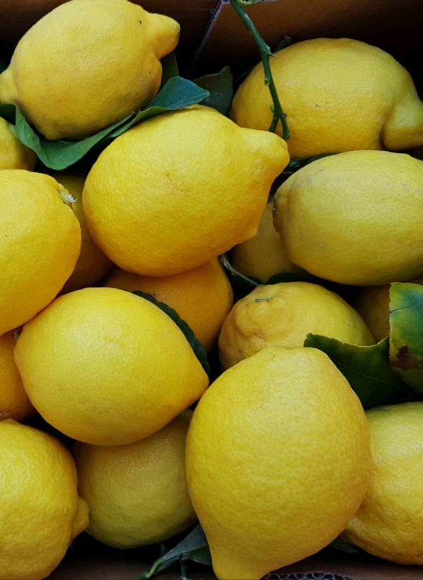 citron-de-Nice-2 Citron <br> Liqueur <br>35% vol. 70 cl – Image 2