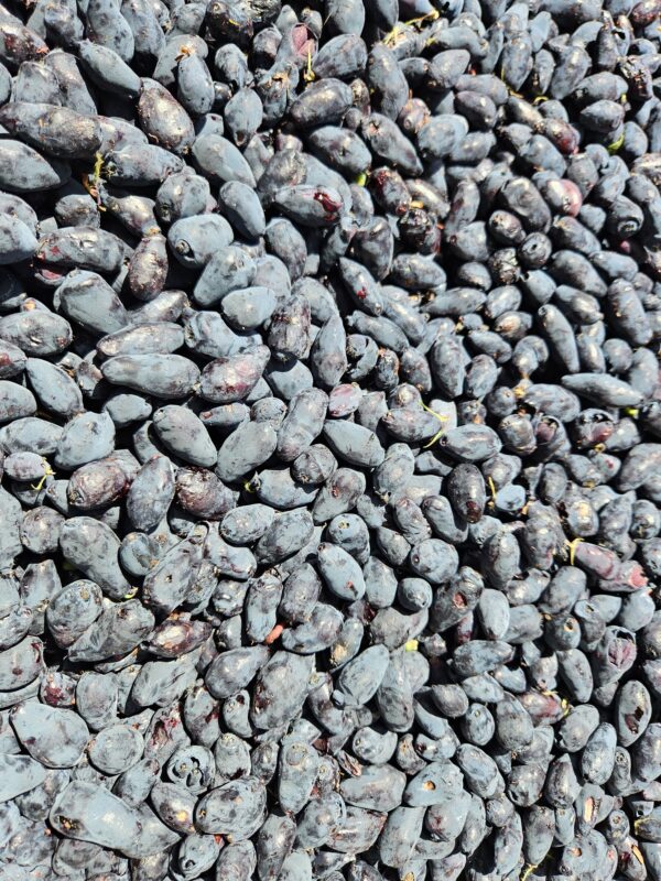 Camerise <br> Liqueur <br>18% vol. 70cl – Image 2